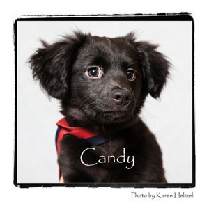 Pomeranian Mix Puppy for Sale in Warren, Pennsylvania - Candy Pomeranian Mix Puppy for Sale in Warren, Pennsylvania - Candy