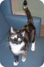 Domestic Shorthair Cat for Sale in Jackson, Michigan - Lydia Domestic Shorthair Cat for Sale in Jackson, Michigan - Lydia
