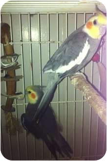 Cockatiel for Sale in Punta Gorda, Florida - Jerry Cockatiel for Sale in Punta Gorda, Florida - Jerry