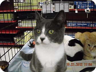 Domestic Shorthair Kitten for Sale in Riverside, Rhode Island - Aubree Domestic Shorthair Kitten for Sale in Riverside, Rhode Island - Aubree
