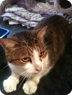 Domestic Shorthair Cat for Sale in Columbia, Maryland - Ranger Domestic Shorthair Cat for Sale in Columbia, Maryland - Ranger