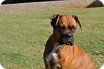 Boxer Dog for Sale in Wilmington, Delaware - Roxy Boxer Dog for Sale in Wilmington, Delaware - Roxy