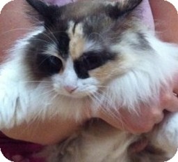Ragdoll Cat for Sale in Emsdale (Huntsville), Ontario - Fire - Lovebug Ragdoll Cross! Ragdoll Cat for Sale in Emsdale (Huntsville), Ontario - Fire - Lovebug Ragdoll Cross!