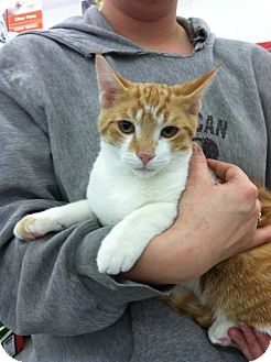 Domestic Shorthair Cat for Sale in Sterling Hgts, Michigan - Odie (bottle fed) Domestic Shorthair Cat for Sale in Sterling Hgts, Michigan - Odie (bottle fed)