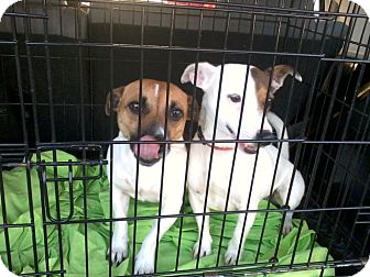 Jack Russell Terrier Mix Dog for Sale in Gainesville, Florida - Maggie Jack Russell Terrier Mix Dog for Sale in Gainesville, Florida - Maggie