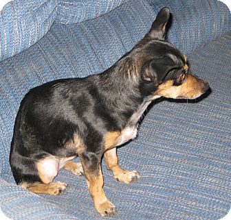 Chihuahua/Miniature Pinscher Mix Dog for Sale in Prole, Iowa - Becky Chihuahua/Miniature Pinscher Mix Dog for Sale in Prole, Iowa - Becky
