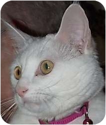 Domestic Shorthair Cat for Sale in Andover, Kansas - Pretty Girl Domestic Shorthair Cat for Sale in Andover, Kansas - Pretty Girl