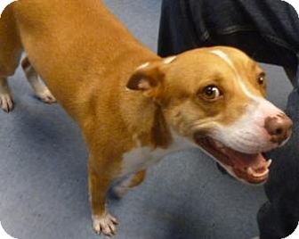 Basenji Mix Dog for Sale in Gainesville, Florida - Summer Basenji Mix Dog for Sale in Gainesville, Florida - Summer
