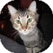 Domestic Longhair Cat for Sale in Vancouver, British Columbia - Eenie Domestic Longhair Cat for Sale in Vancouver, British Columbia - Eenie