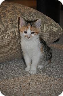 Domestic Shorthair Kitten for Sale in Modesto, California - Sammy Domestic Shorthair Kitten for Sale in Modesto, California - Sammy