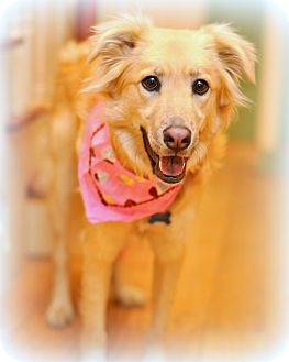 Golden Retriever/Labrador Retriever Mix Dog for Sale in Sparta, New Jersey - Lucy Golden Retriever/Labrador Retriever Mix Dog for Sale in Sparta, New Jersey - Lucy