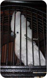 Cockatoo for Sale in Mantua, Ohio - SAMMY Cockatoo for Sale in Mantua, Ohio - SAMMY