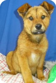 Shepherd (Unknown Type)/Chow Chow Mix Puppy for Sale in Lincolnton, North Carolina - Athena Shepherd (Unknown Type)/Chow Chow Mix Puppy for Sale in Lincolnton, North Carolina - Athena