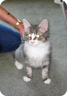 Domestic Longhair Kitten for Sale in Kirkwood, Delaware - Beau Domestic Longhair Kitten for Sale in Kirkwood, Delaware - Beau