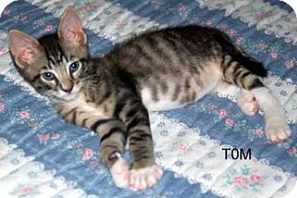 Domestic Shorthair Kitten for Sale in Winter Haven, Florida - Tom Domestic Shorthair Kitten for Sale in Winter Haven, Florida - Tom