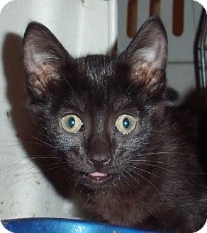 Domestic Shorthair Kitten for Sale in Porter, Texas - Cocoa Domestic Shorthair Kitten for Sale in Porter, Texas - Cocoa
