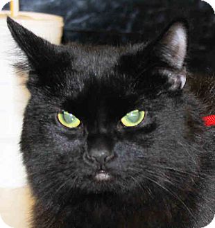 Domestic Mediumhair Kitten for Sale in Morganton, North Carolina - Padre Domestic Mediumhair Kitten for Sale in Morganton, North Carolina - Padre
