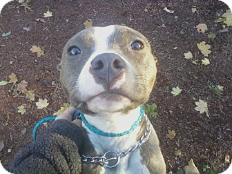 Pocket Pittie