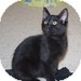 Domestic Shorthair Kitten for Sale in Vancouver, British Columbia - Summer Domestic Shorthair Kitten for Sale in Vancouver, British Columbia - Summer