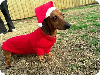 Dachshund Dog for Sale in Gadsden, Alabama - Paco Dachshund Dog for Sale in Gadsden, Alabama - Paco