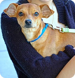 Chihuahua/Terrier (Unknown Type, Small) Mix Dog for Sale in Baton Rouge, Louisiana - Squeaky Chihuahua/Terrier (Unknown Type, Small) Mix Dog for Sale in Baton Rouge, Louisiana - Squeaky
