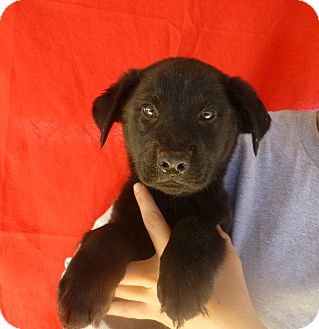 Golden Retriever/Labrador Retriever Mix Puppy for Sale in Oviedo, Florida - Rosie Golden Retriever/Labrador Retriever Mix Puppy for Sale in Oviedo, Florida - Rosie