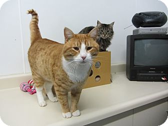 Domestic Shorthair Cat for Sale in Bainbridge Island, Washington - Arvin Domestic Shorthair Cat for Sale in Bainbridge Island, Washington - Arvin