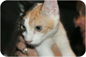Calico Kitten for Sale in Griffin, Georgia - Lily Calico Kitten for Sale in Griffin, Georgia - Lily