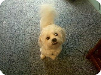 Maltese/Poodle (Miniature) Mix Dog for Sale in Westland, Michigan - Charlie Maltese/Poodle (Miniature) Mix Dog for Sale in Westland, Michigan - Charlie