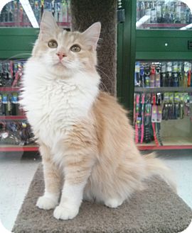 Domestic Longhair Cat for Sale in Phoenix, Arizona - Katy Domestic Longhair Cat for Sale in Phoenix, Arizona - Katy