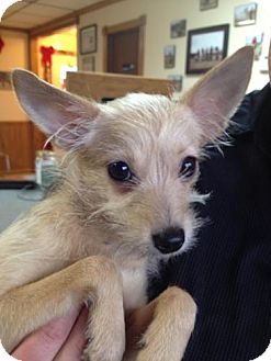 Yorkie, Yorkshire Terrier/Chihuahua Mix Dog for Sale in Stilwell, Oklahoma - Ariel Yorkie, Yorkshire Terrier/Chihuahua Mix Dog for Sale in Stilwell, Oklahoma - Ariel