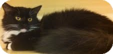 Domestic Mediumhair Cat for Sale in Modesto, California - Sweetie Domestic Mediumhair Cat for Sale in Modesto, California - Sweetie