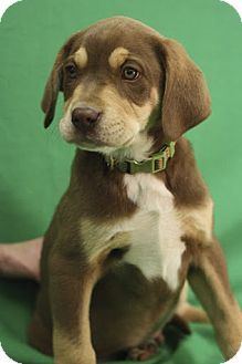 Shepherd (Unknown Type)/Labrador Retriever Mix Puppy for Sale in Broomfield, Colorado - Keebler Shepherd (Unknown Type)/Labrador Retriever Mix Puppy for Sale in Broomfield, Colorado - Keebler