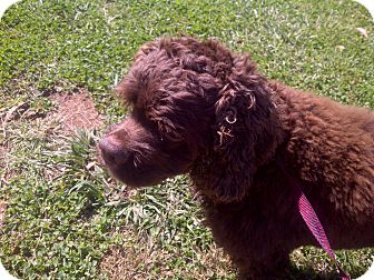 Cockapoo Mix Dog for Sale in Raleigh, North Carolina - Hershey Bear Cockapoo Mix Dog for Sale in Raleigh, North Carolina - Hershey Bear