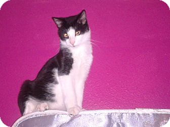 Domestic Shorthair Cat for Sale in Scottsdale, Arizona - Good Kitty (courtesy post) Domestic Shorthair Cat for Sale in Scottsdale, Arizona - Good Kitty (courtesy post)