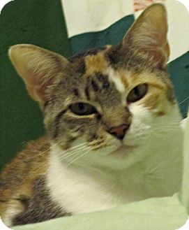 Calico Cat for Sale in Seminole, Florida - Samantha Calico Cat for Sale in Seminole, Florida - Samantha