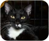 Domestic Shorthair Cat for Sale in Sacramento, California - Bentley Domestic Shorthair Cat for Sale in Sacramento, California - Bentley