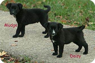 Labrador Retriever Mix Puppy for Sale in Danbury, Connecticut - Daisy Labrador Retriever Mix Puppy for Sale in Danbury, Connecticut - Daisy