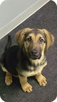 German Shepherd Dog/Coonhound (Unknown Type) Mix Puppy for Sale in Muskegon, Michigan - Dixie German Shepherd Dog/Coonhound (Unknown Type) Mix Puppy for Sale in Muskegon, Michigan - Dixie