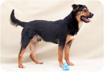 Shepherd (Unknown Type) Mix Dog for Sale in Greensboro, North Carolina - Cupid Shepherd (Unknown Type) Mix Dog for Sale in Greensboro, North Carolina - Cupid
