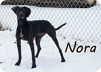 Greyhound Mix Dog for Sale in Hamilton, Montana - nora Greyhound Mix Dog for Sale in Hamilton, Montana - nora