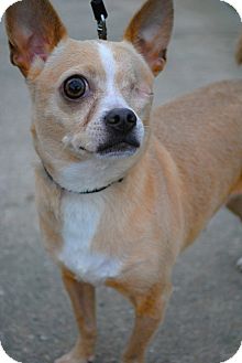 Chihuahua Mix Dog for Sale in Orlando, Florida - Speck Chihuahua Mix Dog for Sale in Orlando, Florida - Speck