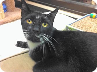 Domestic Shorthair Cat for Sale in Warminster, Pennsylvania - Tonio Domestic Shorthair Cat for Sale in Warminster, Pennsylvania - Tonio