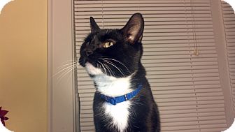 American Shorthair Cat for Sale in Syracuse, New York - Sherlock American Shorthair Cat for Sale in Syracuse, New York - Sherlock