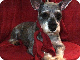 Schnauzer (Miniature) Dog for Sale in Hazard, Kentucky - Parker Schnauzer (Miniature) Dog for Sale in Hazard, Kentucky - Parker