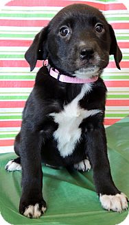 Labrador Retriever/Rottweiler Mix Puppy for Sale in Thousand Oaks, California - Carol Labrador Retriever/Rottweiler Mix Puppy for Sale in Thousand Oaks, California - Carol