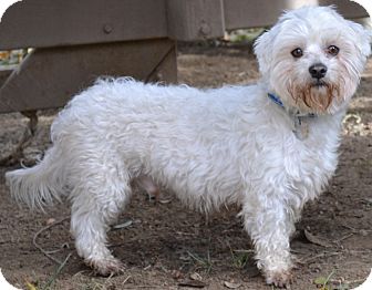 Maltese Mix Dog for Sale in Simi Valley, California - Snowball Maltese Mix Dog for Sale in Simi Valley, California - Snowball