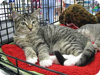 Domestic Shorthair Kitten for Sale in Vero Beach, Florida - Freddy Domestic Shorthair Kitten for Sale in Vero Beach, Florida - Freddy