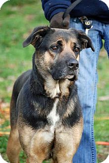 Shepherd (Unknown Type) Mix Dog for Sale in Tinton Falls, New Jersey - Gilly Shepherd (Unknown Type) Mix Dog for Sale in Tinton Falls, New Jersey - Gilly