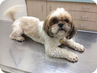Shih Tzu Dog for Sale in Los Angeles, California - SHARISE Shih Tzu Dog for Sale in Los Angeles, California - SHARISE